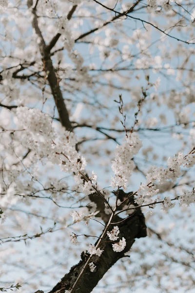 Cherry Trees: Washington Blossoms by Chelsea Victoria
