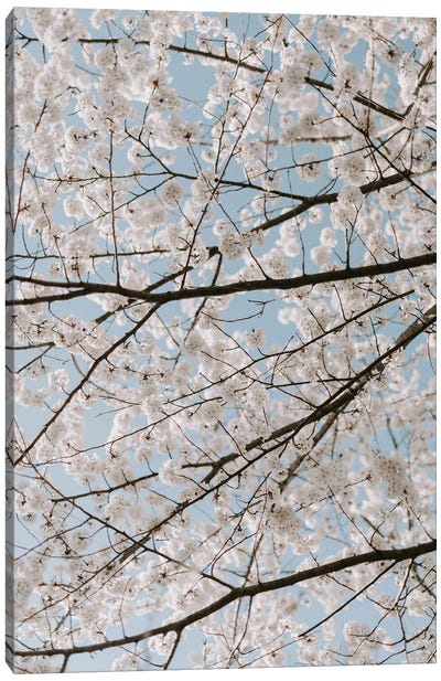 White Cherry Blossoms Canvas Art Print - Cherry Blossom Art