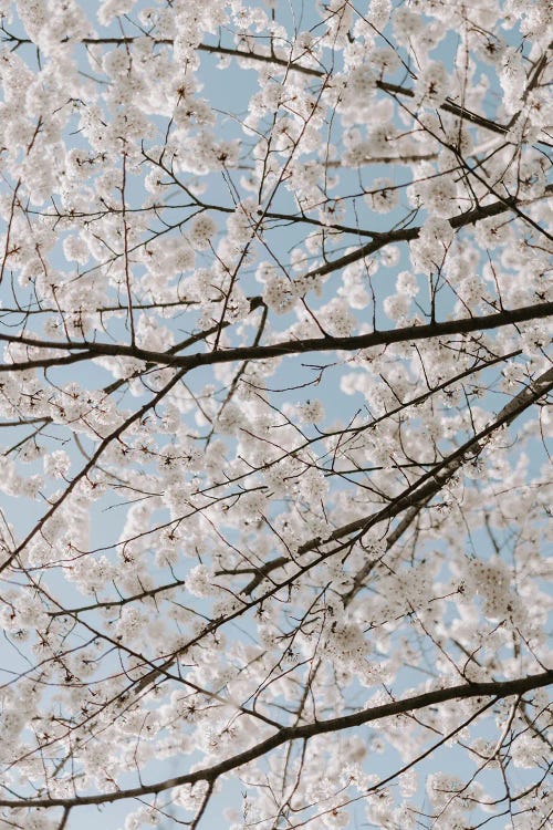White Cherry Blossoms by Chelsea Victoria wall art