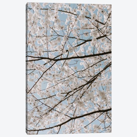 White Cherry Blossoms Canvas Print #CVA351} by Chelsea Victoria Canvas Artwork