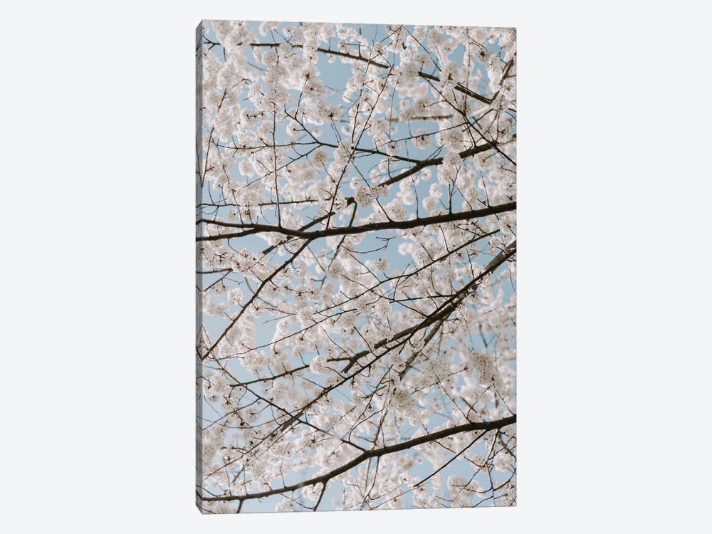 White Cherry Blossoms by Chelsea Victoria 1-piece Canvas Wall Art