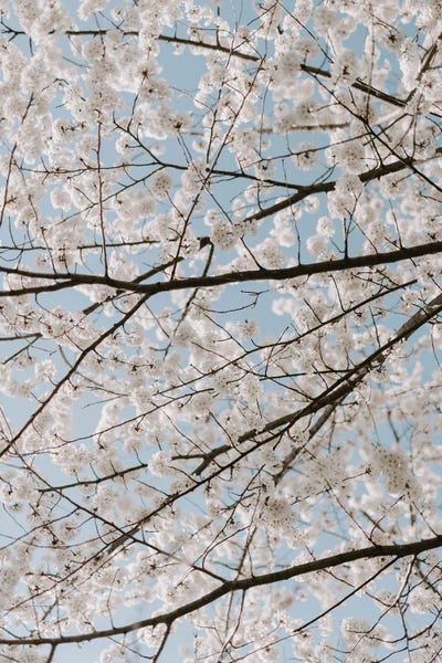 Cherry Trees: White Cherry Blossoms by Chelsea Victoria