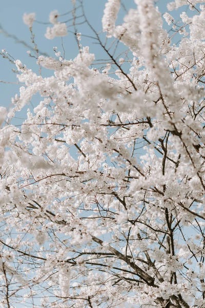 Cherry Trees: Beau Cherries by Chelsea Victoria