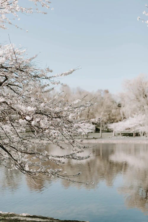 Cherry Blossoms By The Lake