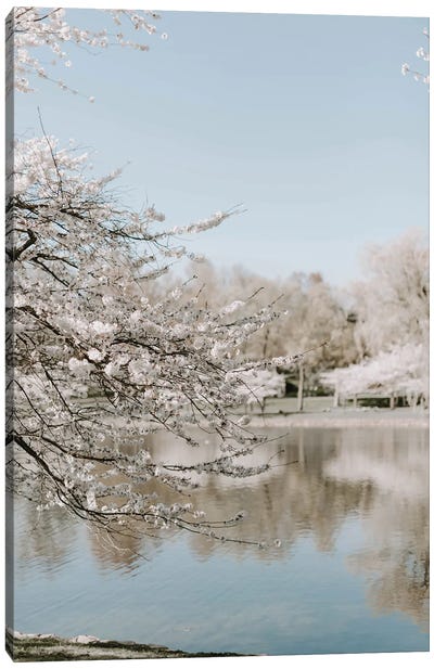 Cherry Blossoms By The Lake Canvas Art Print - Chelsea Victoria