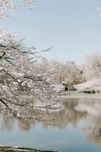 Cherry Blossoms: Cherry Blossoms By The Lake by Chelsea Victoria