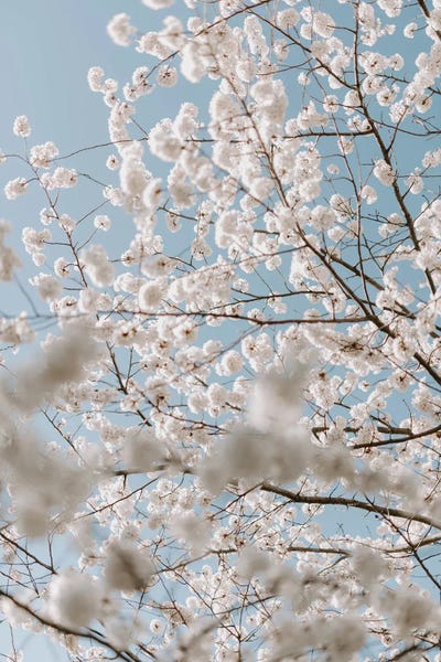 Cherry Trees: Cherry Love by Chelsea Victoria