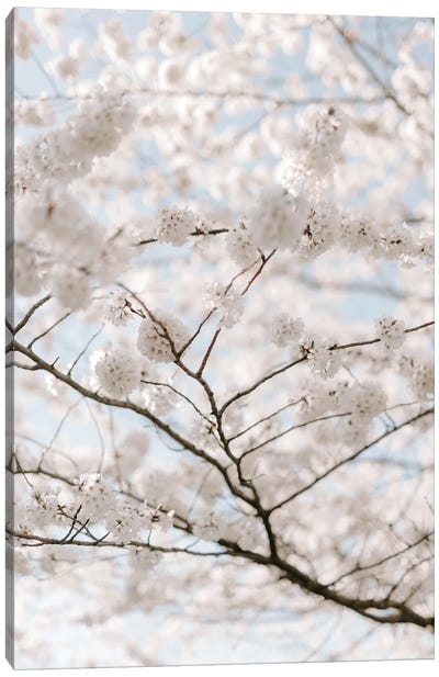 Sky Fleur Canvas Art Print - Cherry Blossom Art