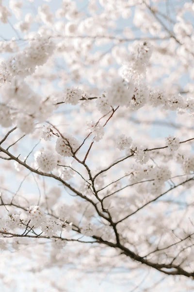 Cherry Trees: Sky Fleur by Chelsea Victoria
