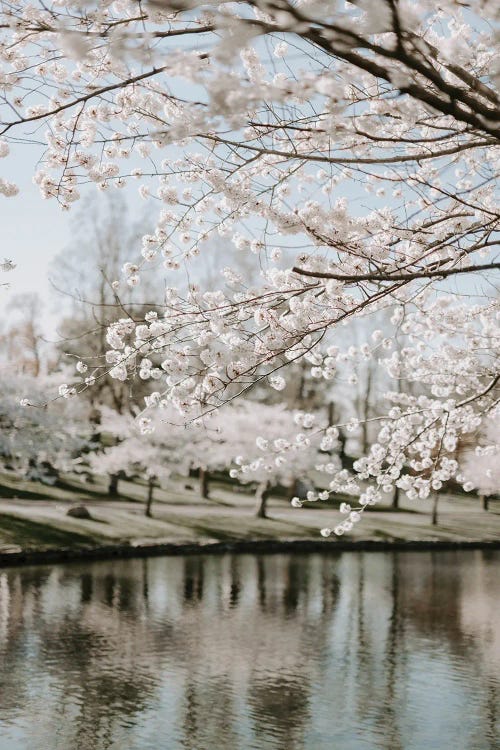 Blossoms By The Water
