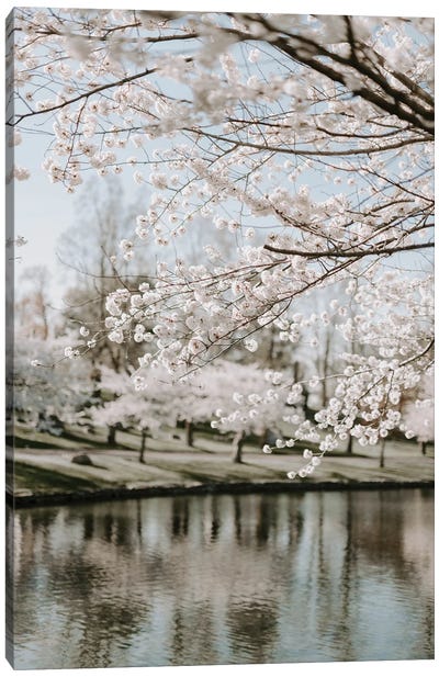 Blossoms By The Water Canvas Art Print - Cherry Tree Art