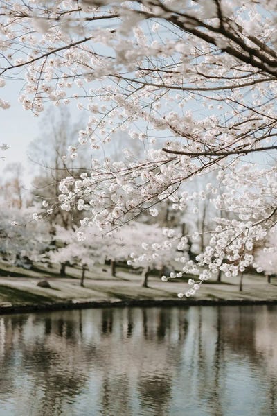 Cherry Blossoms: Blossoms By The Water by Chelsea Victoria