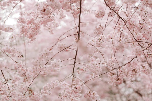 Cherry Trees: Cherry Fever by Chelsea Victoria