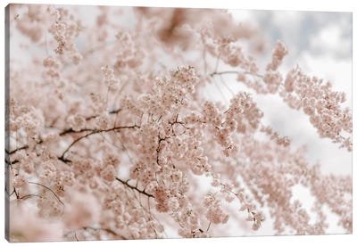 To The Sun Canvas Art Print - Cherry Blossom Art