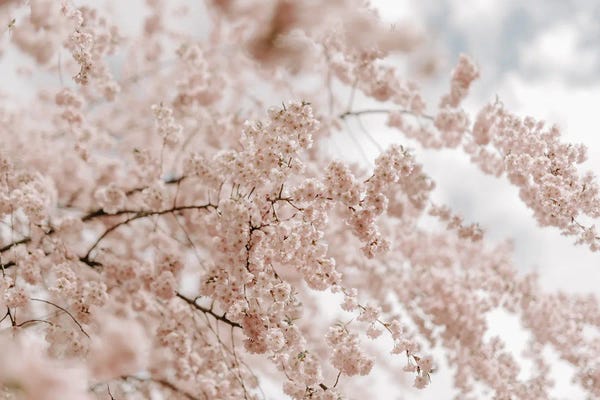 Cherry Trees: To The Sun by Chelsea Victoria