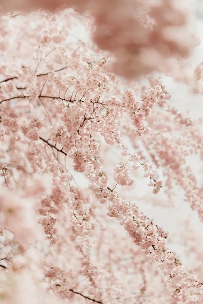 Cherry Trees: Cherry Cherry by Chelsea Victoria