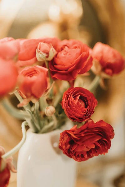 Ranunculi: Red Ranunculus by Chelsea Victoria
