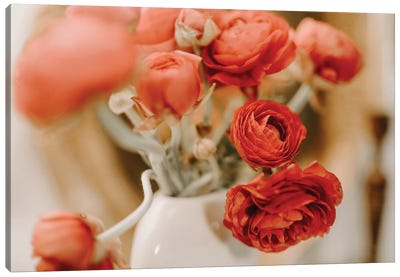 Ranunculus Blossom Canvas Art Print - Chelsea Victoria