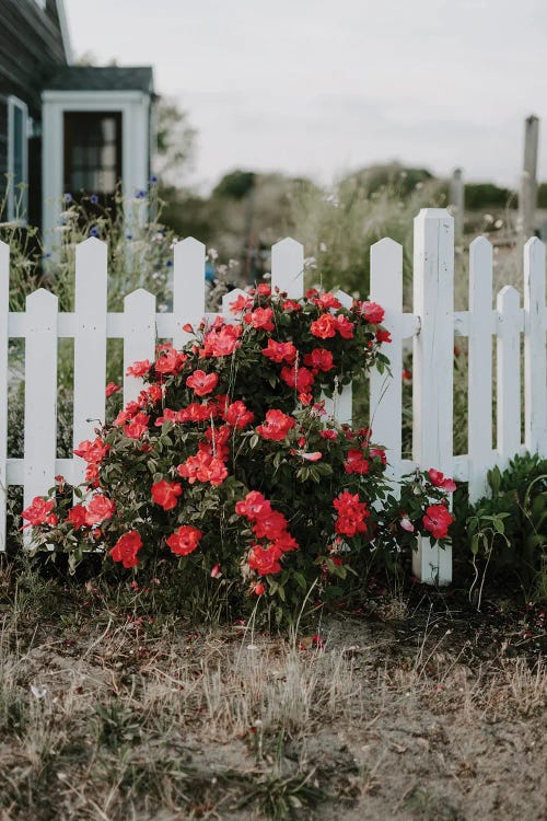 Cape Cod Flowers by Chelsea Victoria wall art