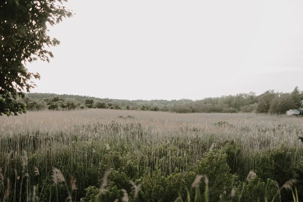 Chelsea Victoria: Wellfleet Marshes by Chelsea Victoria