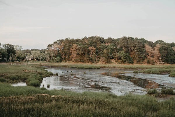 Marshes & Swamps: Cape Cod Marshes by Chelsea Victoria