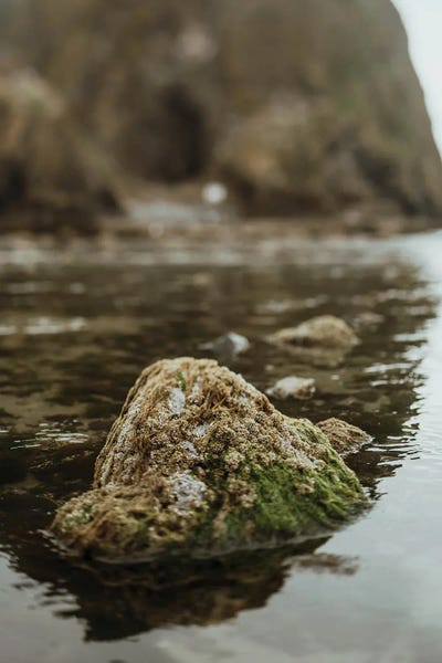 Marine Life by Chelsea Victoria acrylic art print