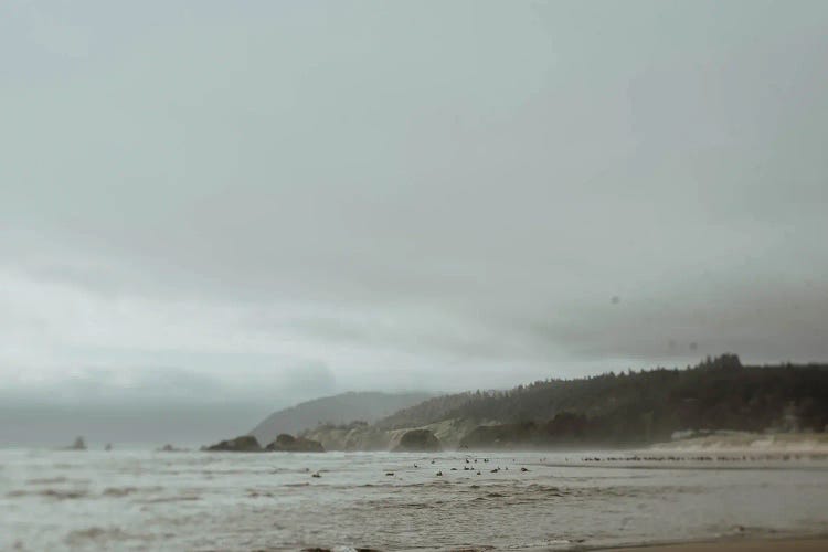Coast And Birds