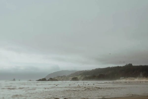 Coast And Birds