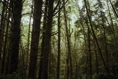 The Moss And The Trees by Chelsea Victoria acrylic art print