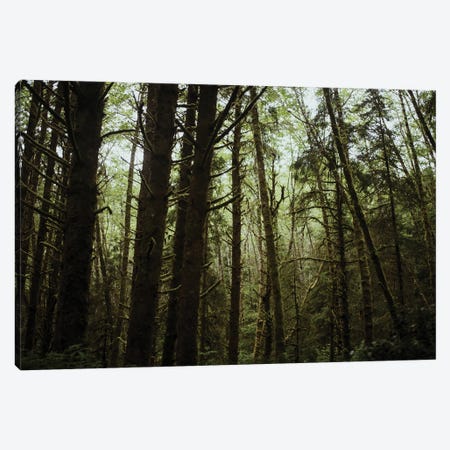 The Moss And The Trees Canvas Print #CVA438} by Chelsea Victoria Art Print