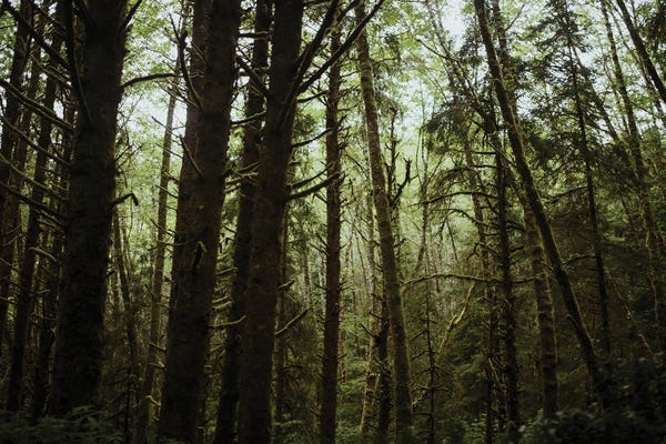 The Moss And The Trees