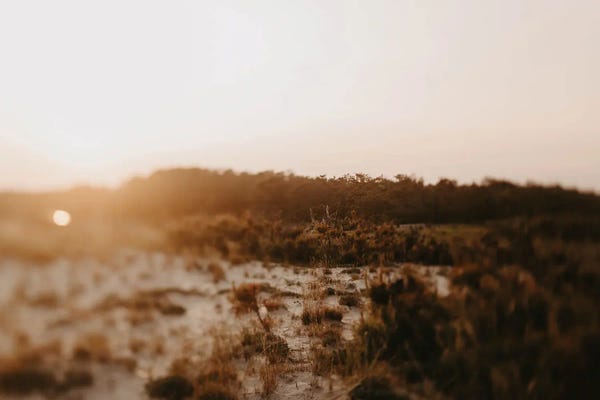 Marshes & Swamps: Marconi Golden Hour by Chelsea Victoria