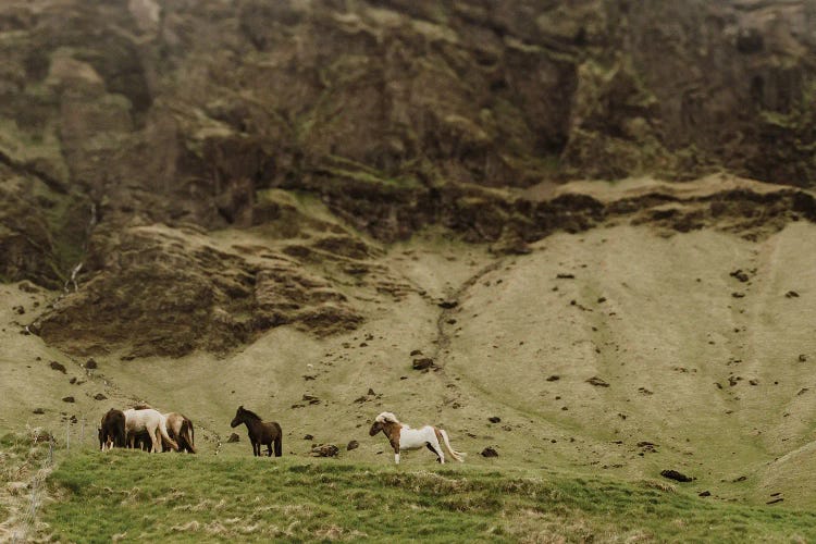 Horses In Iceland