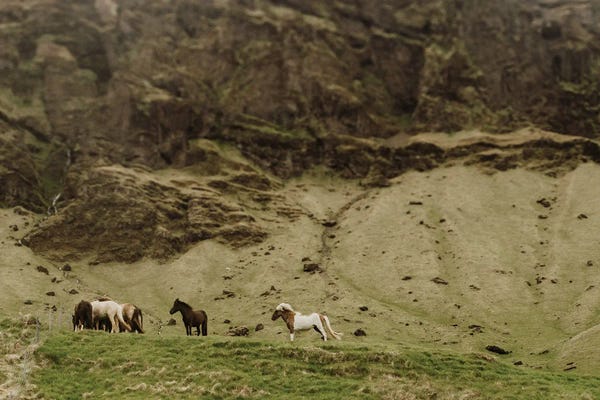 Horses In Iceland