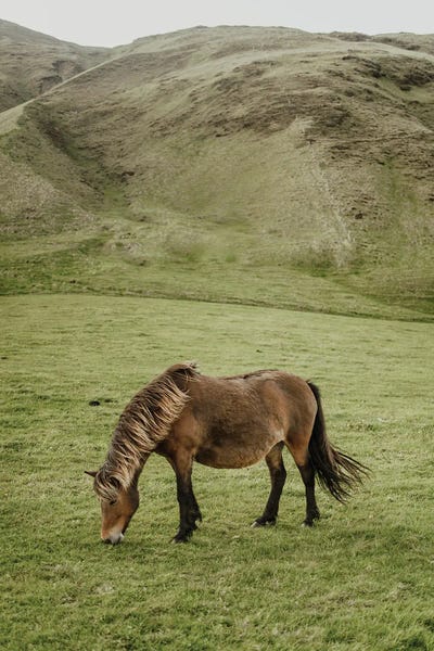 Icelandic Horse by Chelsea Victoria acrylic art print