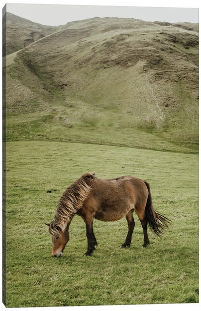Icelandic Horse Canvas Art Print - Celery