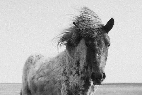 Fine Art Print: The Horses Of Iceland by Chelsea Victoria