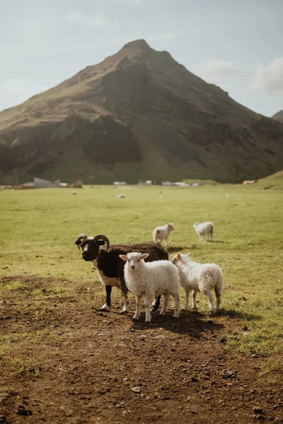 Icelandic Sheep by Chelsea Victoria multi panel art