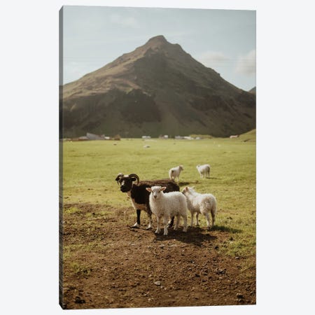 Icelandic Sheep Canvas Print #CVA488} by Chelsea Victoria Canvas Art