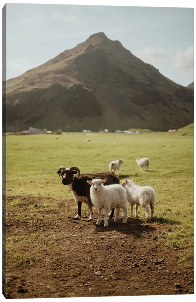 Icelandic Sheep Canvas Art Print - Iceland Art