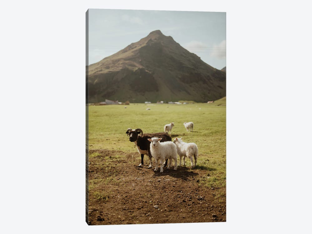 Icelandic Sheep by Chelsea Victoria 1-piece Canvas Art Print