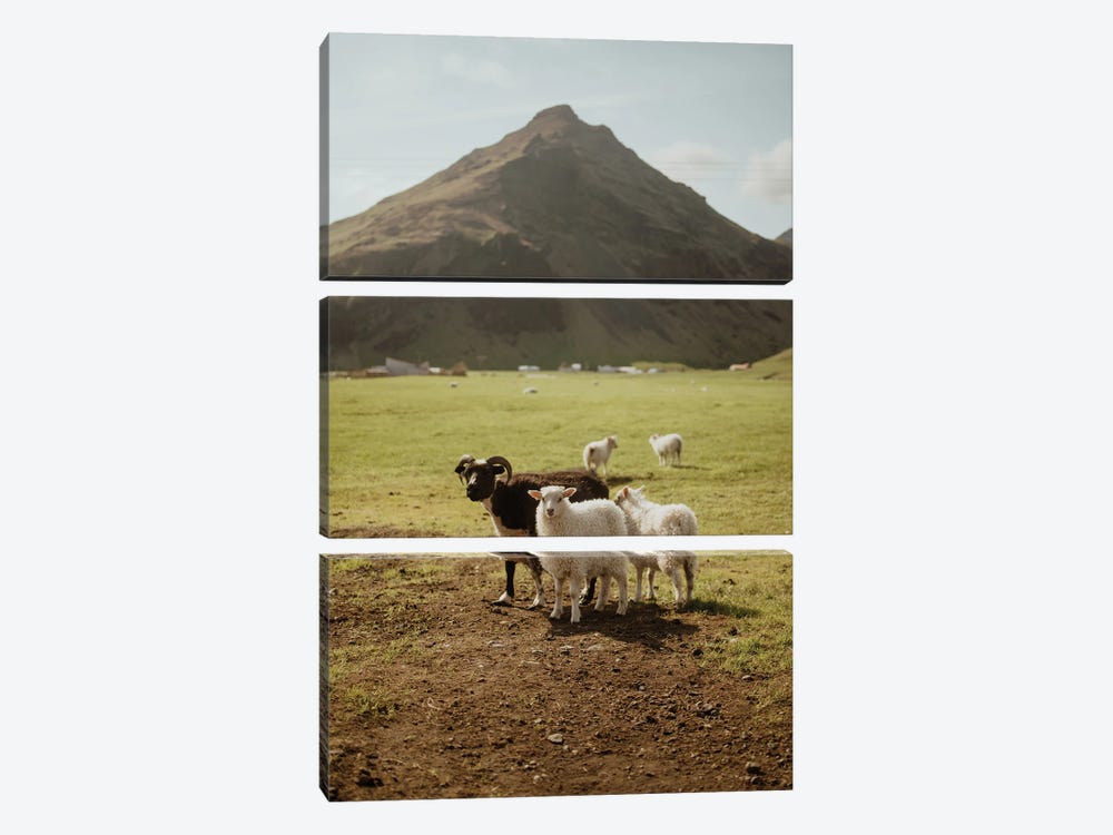 Icelandic Sheep by Chelsea Victoria 3-piece Canvas Art Print