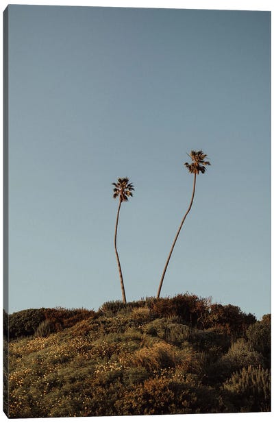 Palm Trees Of Malibu Canvas Art Print - Chelsea Victoria