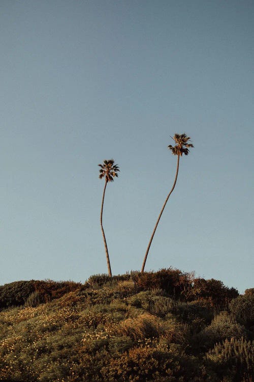 Palm Trees Of Malibu