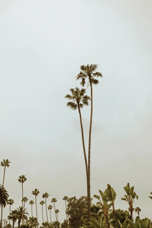 Beverly Hills by Chelsea Victoria wall art