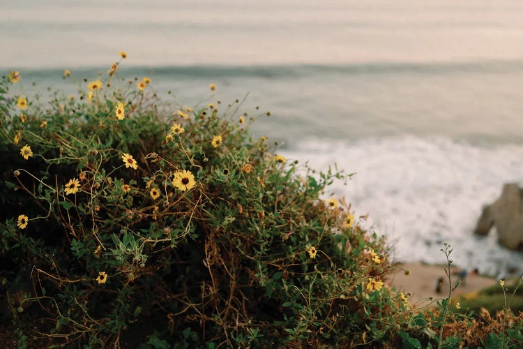 Malibu Flowers By The Sea by Chelsea Victoria wall art
