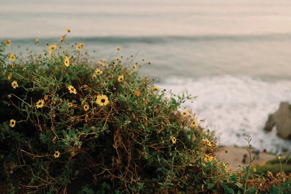 Malibu Flowers By The Sea