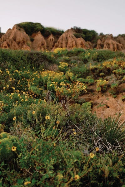 Malibu Mountains And Flowers