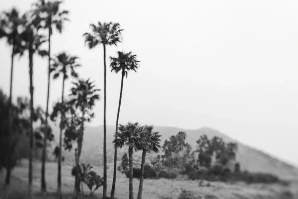 California Palm Trees Black And White
