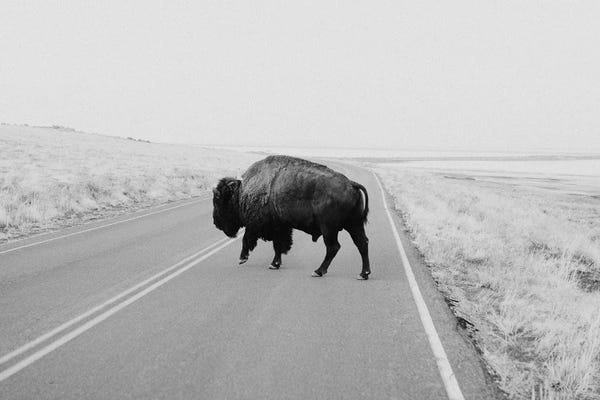 Minimalist Wildlife Photography: Bison Black And White by Chelsea Victoria